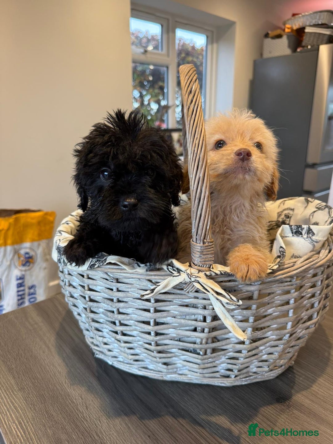 Labrador Retriever dogs for sale: Ready now labradoodles  - Image 2