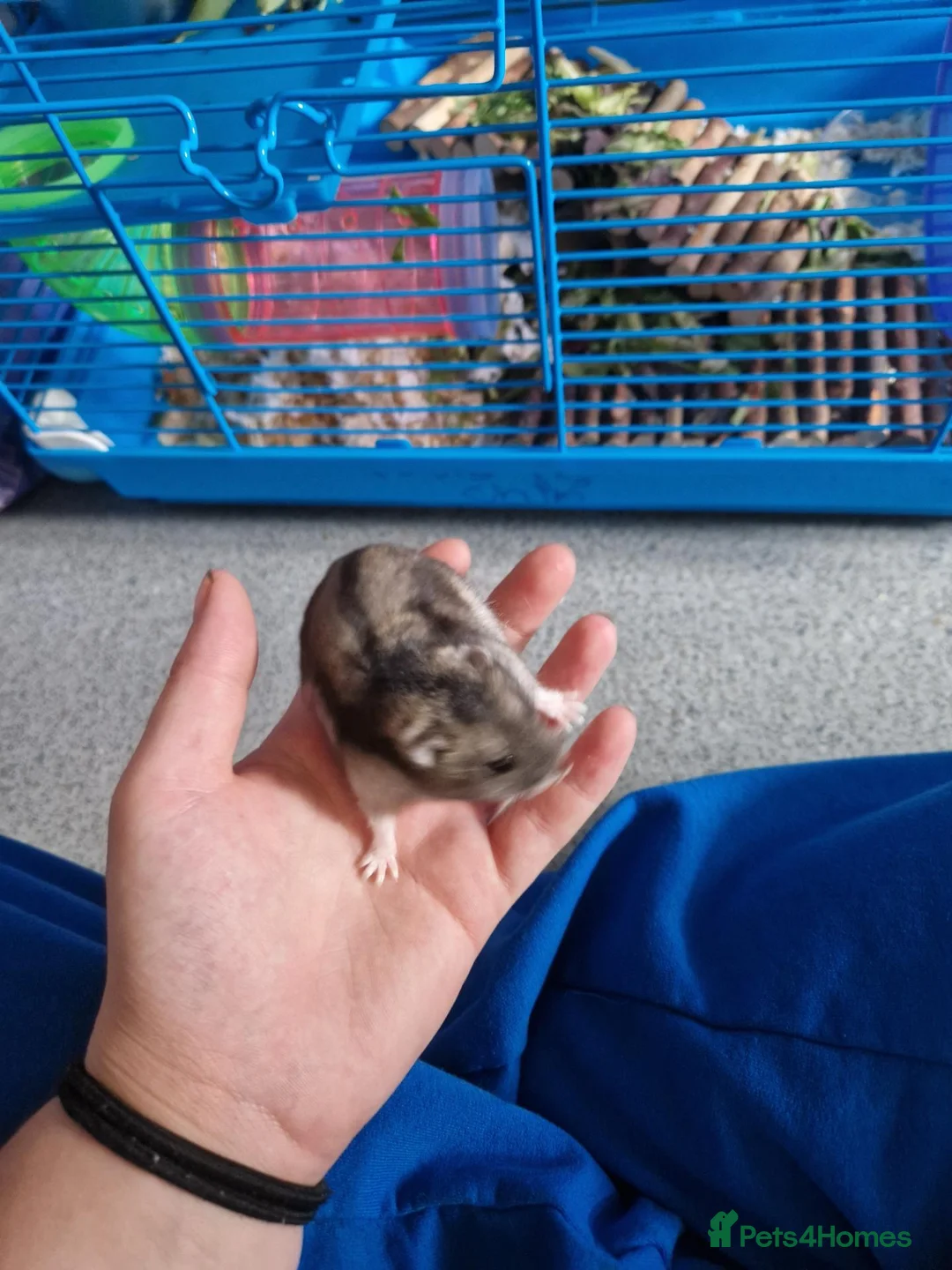 Hamster rodents for sale: Hammy in Northwich - Advert 2