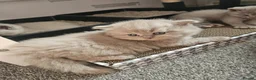 British Shorthair cats for sale: British short hair kittens  - Advert 19