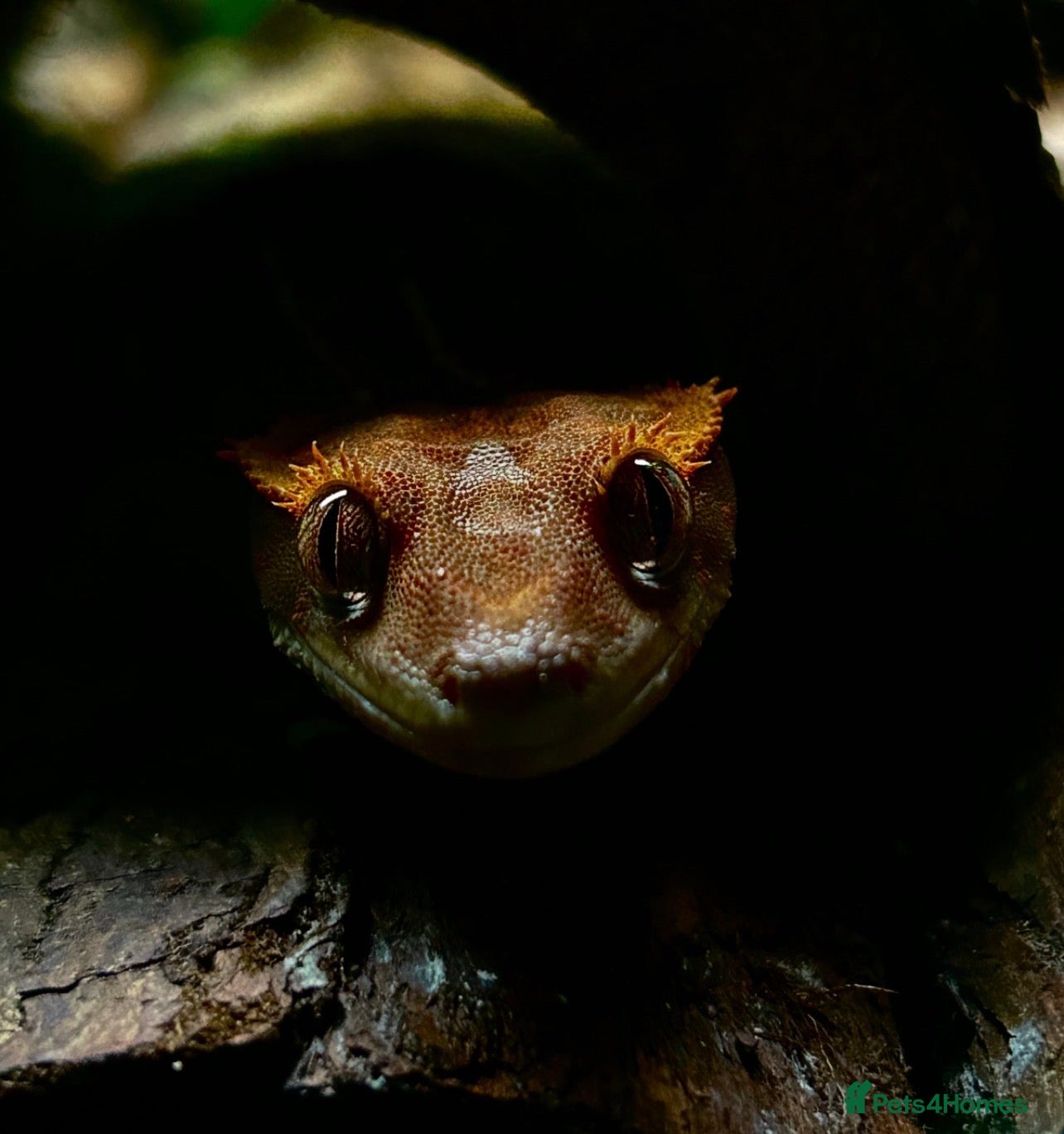 Gecko reptiles Female Harlequin Created Gecko - Advert 1