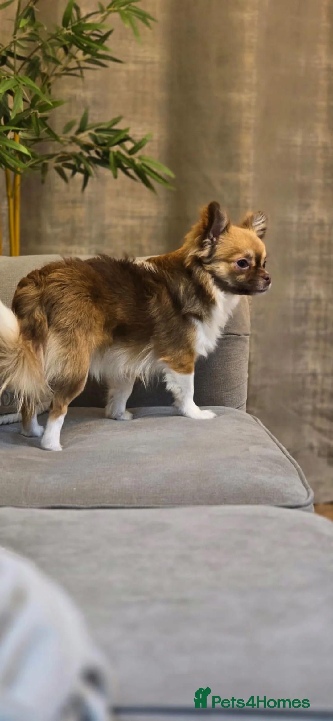 Chihuahua dogs for sale: Hairy chihuahua - Advert 5