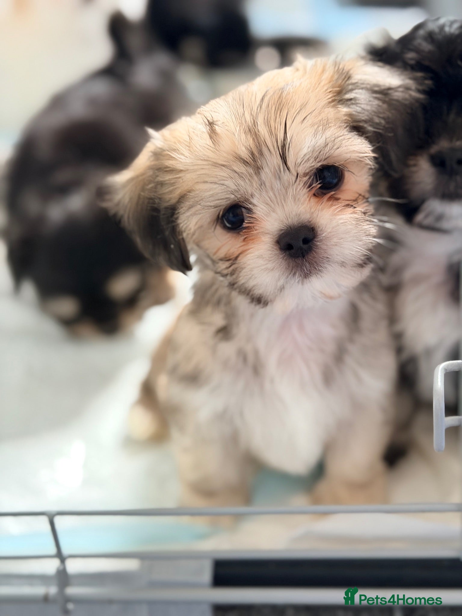 Mixed Breed dogs Tiny Malchi puppies - Advert 1