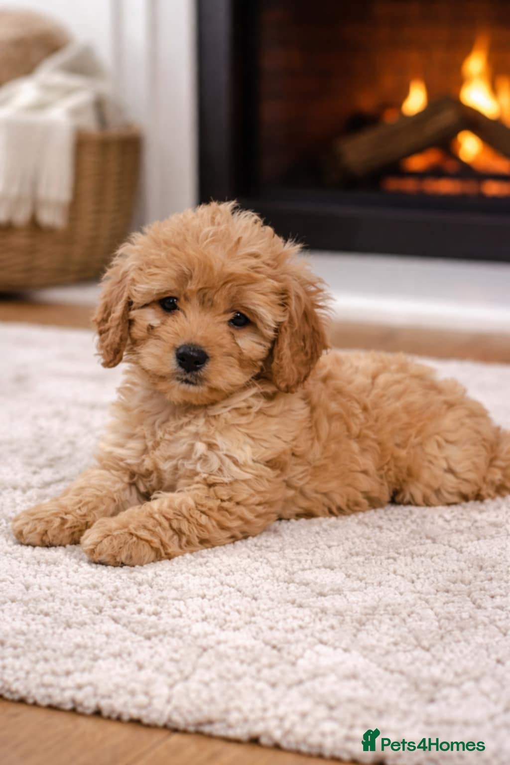 Cavapoo dogs F1 CAVAPOO PUPPIES READY NOW - Advert 16