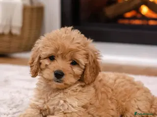 Cavapoo dogs F1 CAVAPOO PUPPIES READY NOW - Advert 16