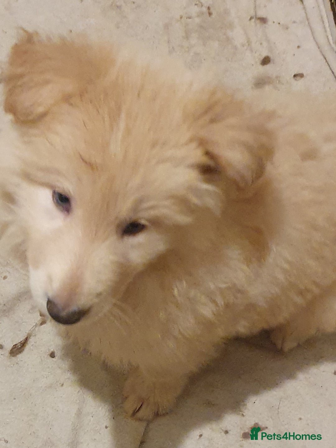 German Shepherd dogs for sale: Stunning white puppy 6 months old ready now in Horsham - Image 10