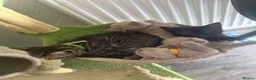 British Shorthair cats for sale: British Shorthair  - Advert 3