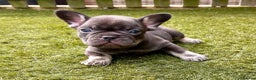 French Bulldog dogs for stud: Full new shade Isabella stud ( now available ) in Hastings - Advert 18