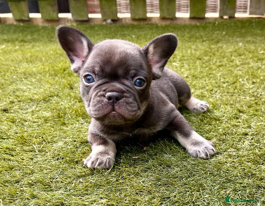 French Bulldog dogs for stud: Full new shade Isabella stud ( now available ) in Hastings - Advert 18
