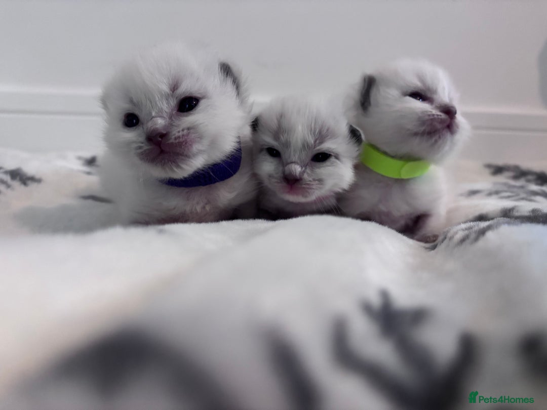 Ragdoll cats for sale: Gorgeous Ragdoll kittens 2 left ! - Advert 10