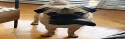 Pug dogs for stud: Fawn pug  - Advert 4