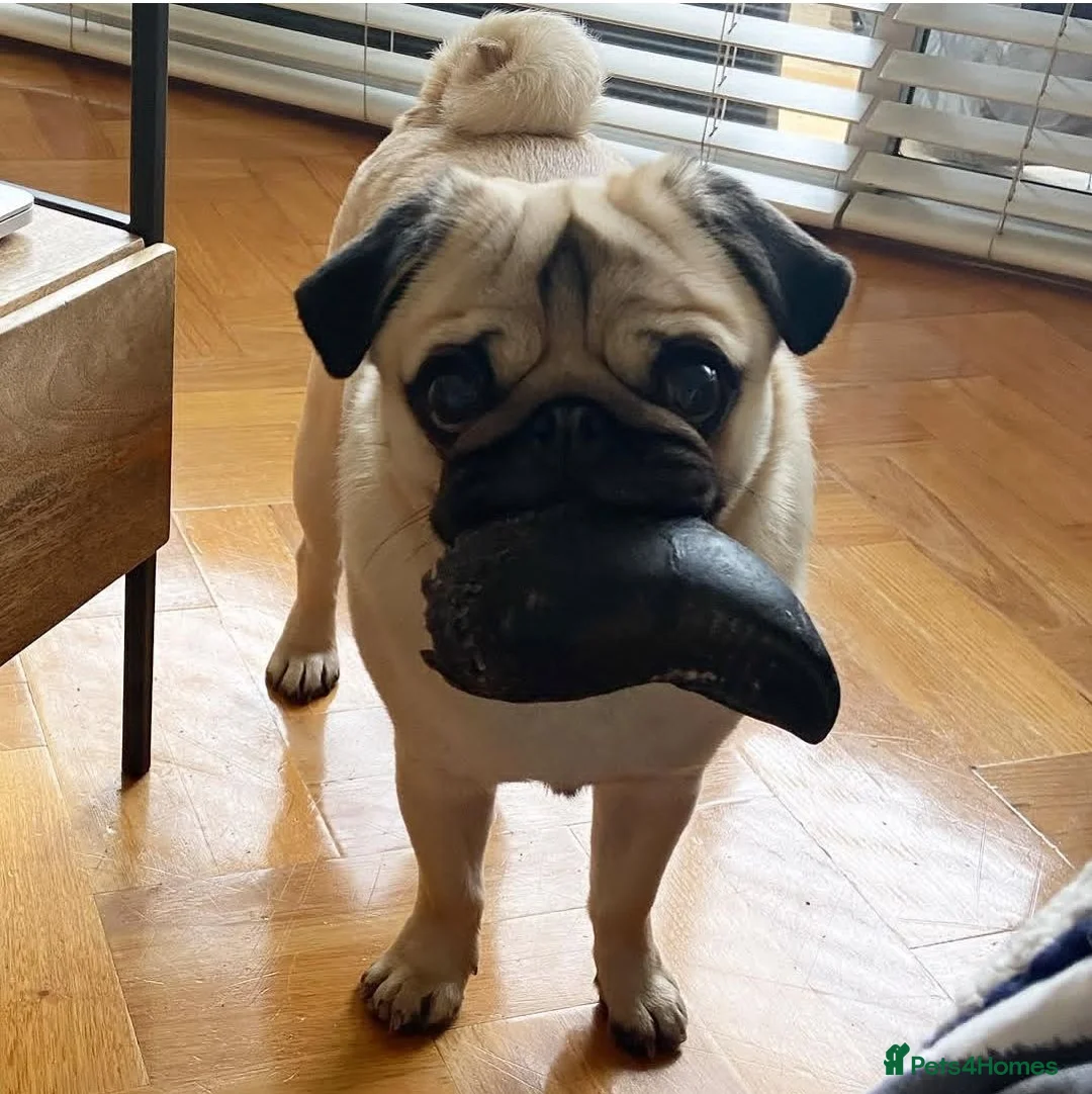 Pug dogs for stud: Fawn pug  - Advert 4