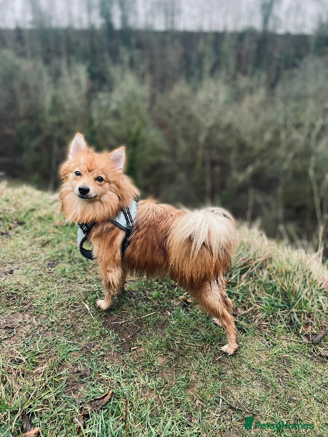 German Spitz dogs for adoption: Beautiful precious Babies  in Stroud - Advert 2
