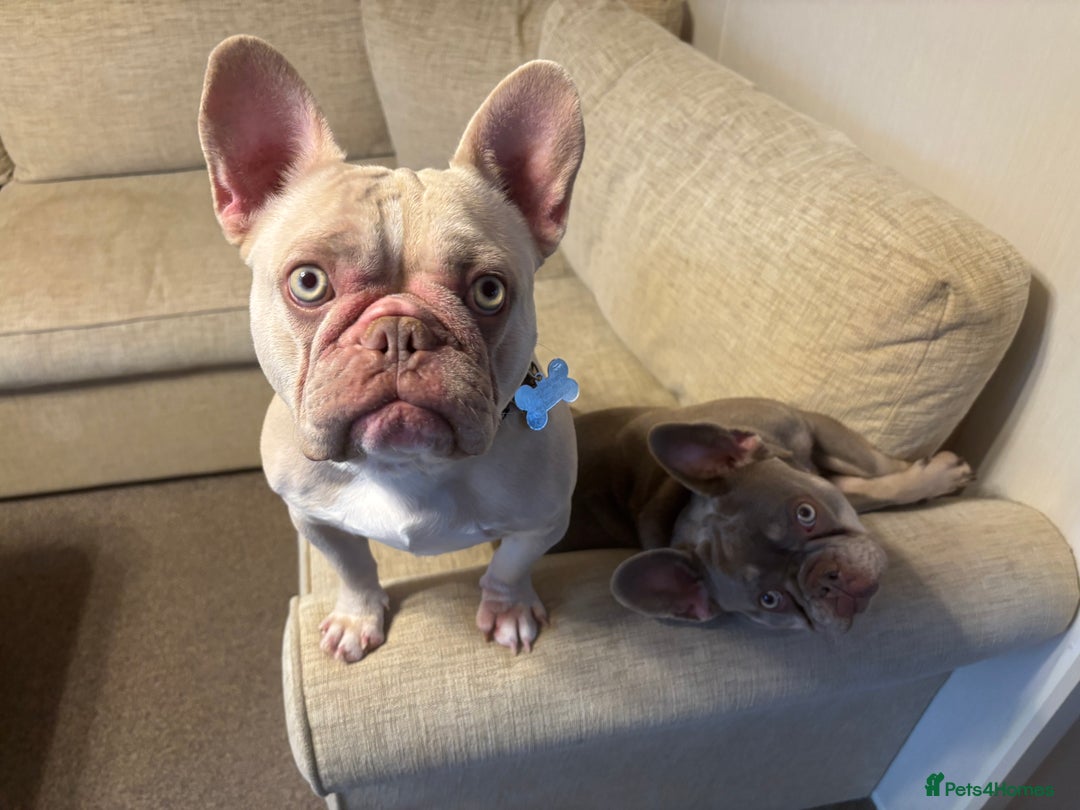 French Bulldog dogs for sale: French Bulldogs for sale - Image 3