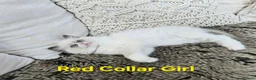 Ragdoll cats for sale: Adorable Ragdoll kittens looking for loving homes! - Advert 35