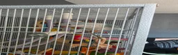Parrots birds for sale: Aqua blue baby quaker  - Advert 3