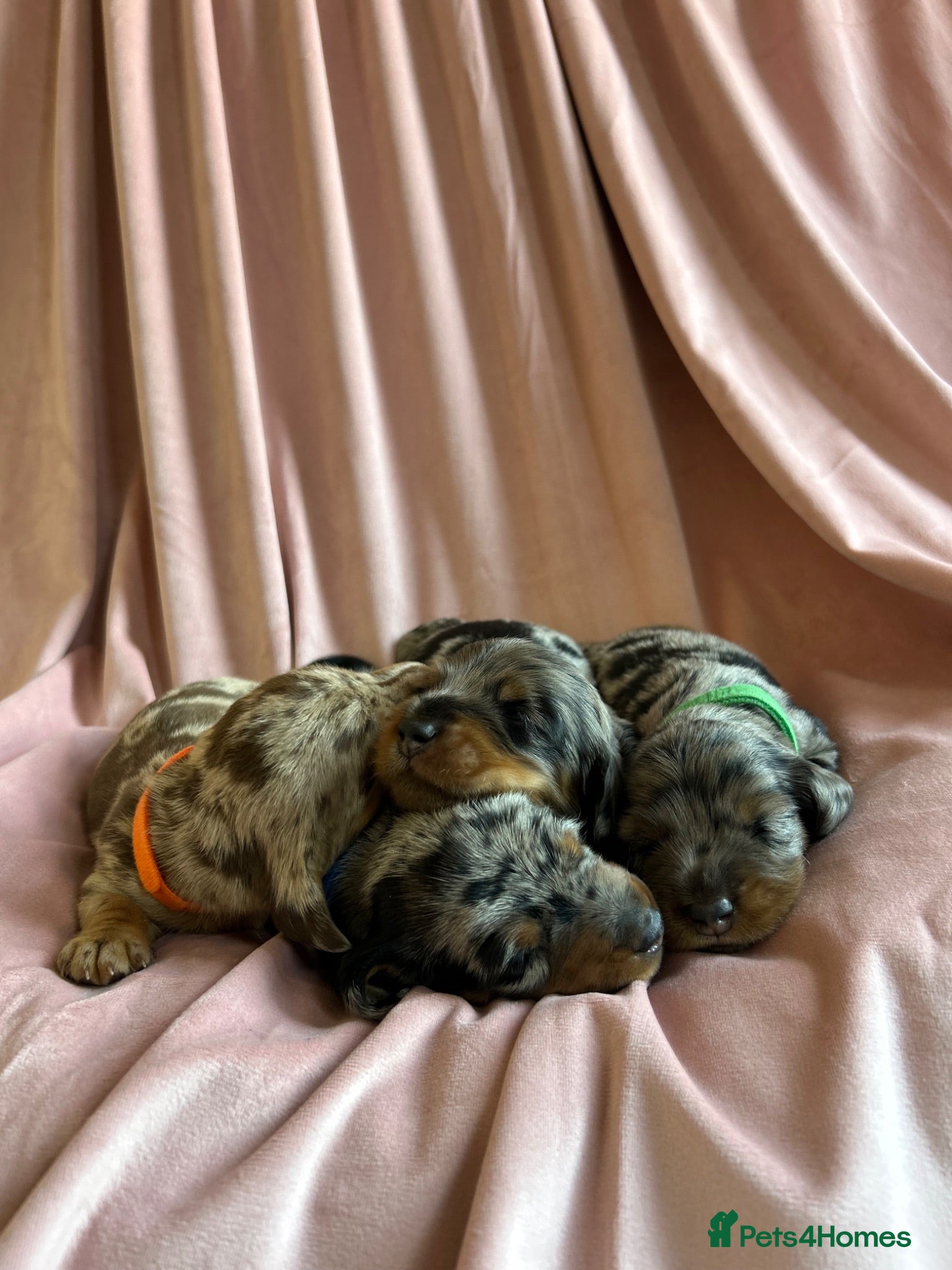 Miniature Dachshund dogs  KC Registered Miniature Dachshund Puppies - Advert 1