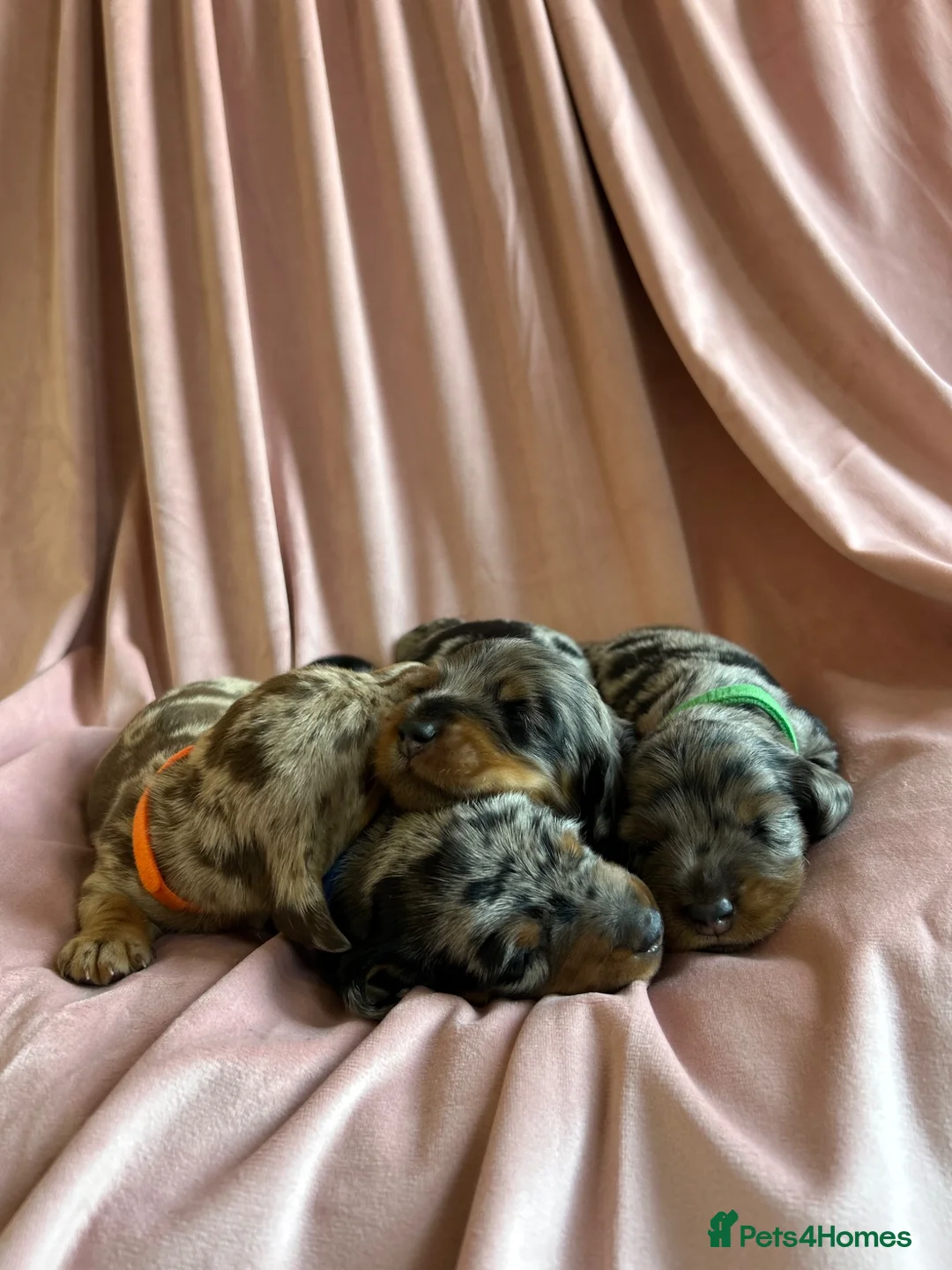 Miniature Dachshund dogs for sale:  KC Registered Miniature Dachshund Puppies in London - Advert 1