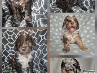 Cockapoo dogs F1 show cockapoos 💙💛 - Advert 6