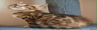 Bengal Kitten 3 Yellow girl