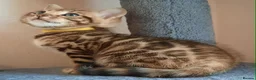 Bengal cats for sale: Absolutely Stunning litter, TICA reg Bengal Cubs  in Bexleyheath - Advert 13