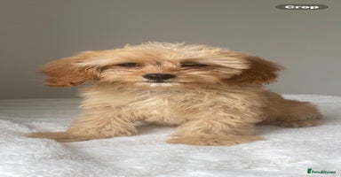 Cavapoo dogs - Advert 13