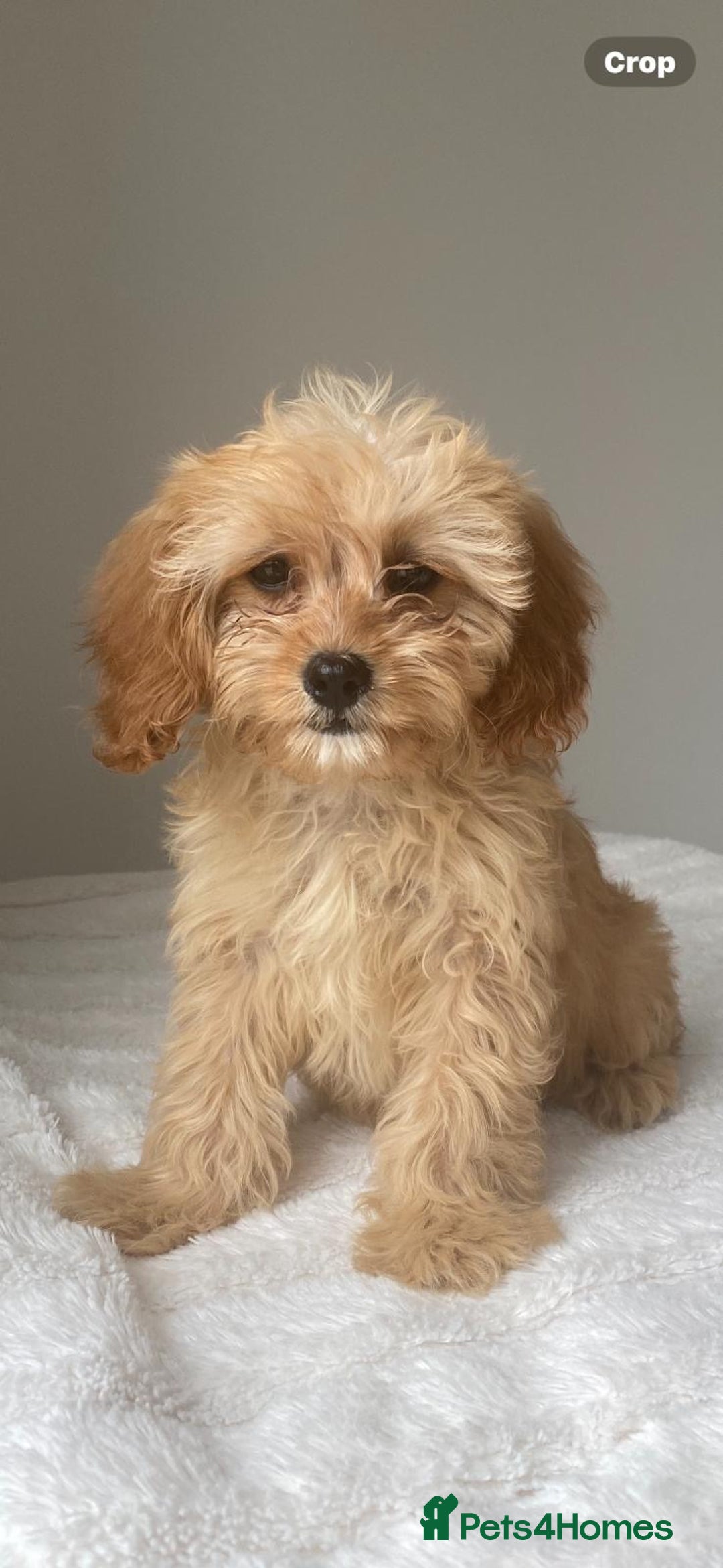 Cavapoo dogs for sale: Beautiful, stunning litter of toy cavapoos - Image 2