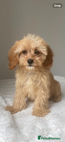 Cavapoo dogs - Advert 2