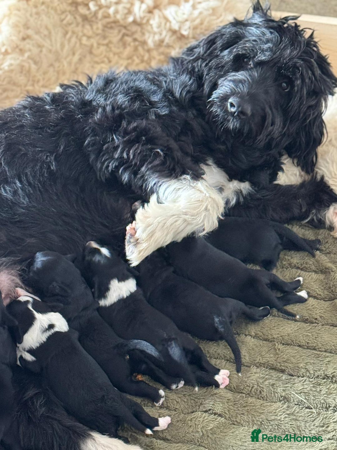 Portuguese Water Dog dogs for sale: Art Nouveau - Image 1