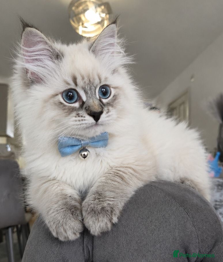 Siberian cats GCCF neva Champion bloodlines siberians - Advert 2