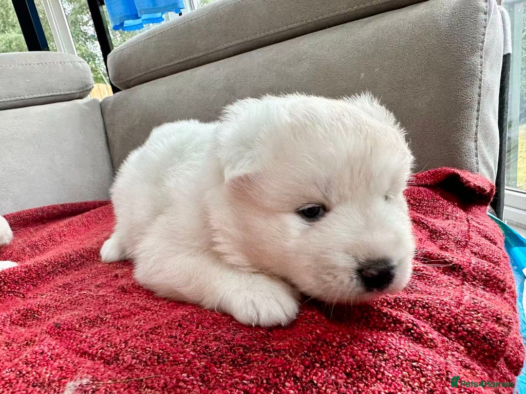 Samoyed dogs for sale: 🐾Adorable Samoyed puppies-ready soon! - Image 7