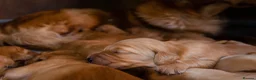 Golden Retriever dogs for sale: GOLDEN RETREVER PUPPIES - Advert 6