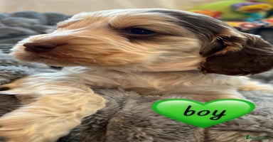 Cocker Spaniel dogs - Advert 8