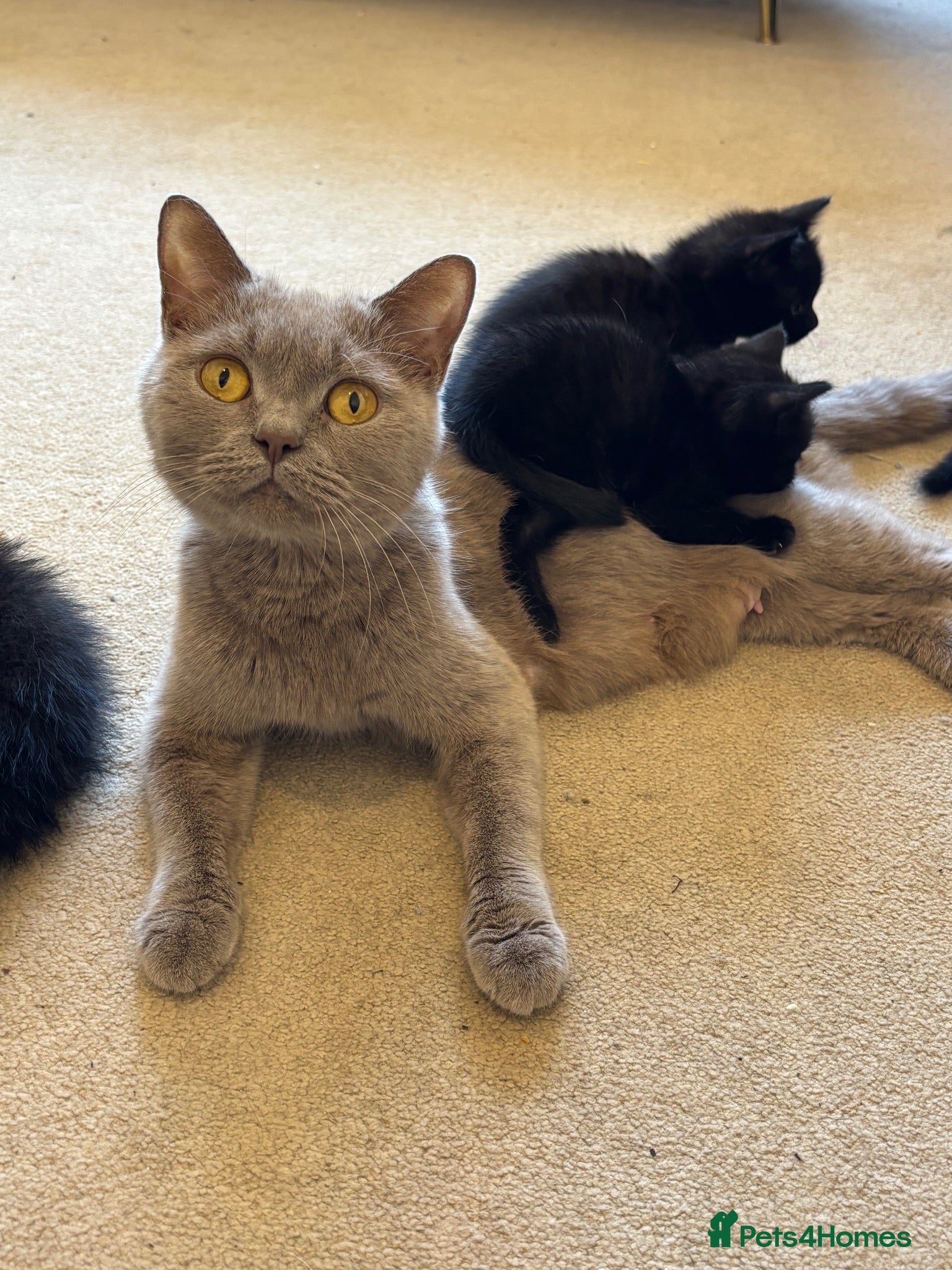 Mixed Breed cats 7 kittens black and black and white half BSH  - Advert 2