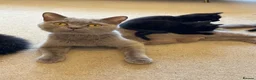 Mixed Breed cats for sale: 7 kittens black and black and white half BSH  - Advert 2