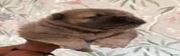 Chow Chow dogs for sale: 🧸🐾 Beautiful Chow Chow puppies 🐾🧸 - Advert 8