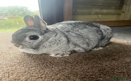Netherland Dwarf rabbits for sale: Mixed- doe/ buck -Netherland dwarf/dutch  - Image 4
