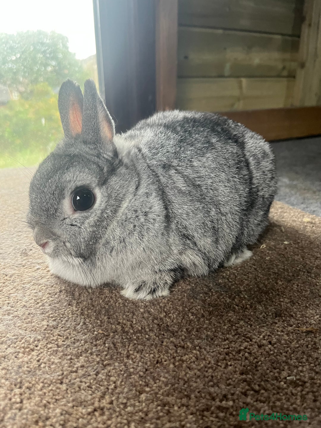 Netherland Dwarf rabbits for sale: Mixed- doe/ buck -Netherland dwarf/dutch  - Image 4