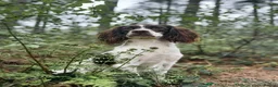 Sproodle dogs for sale: ✨ Premium Rare Sproodle Puppies – Champion Lines ✨ - Advert 4