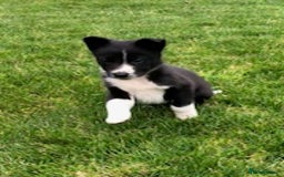 Border Collie dogs for sale: Adorable border collie pups - Image 6