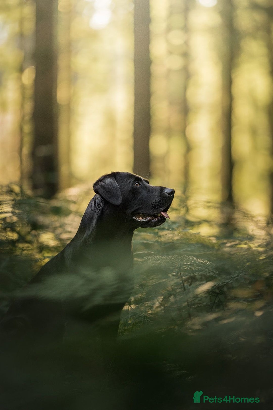 Labrador Retriever dogs for stud: Amazing family/ gun dog . Proven .  in Bath - Image 3