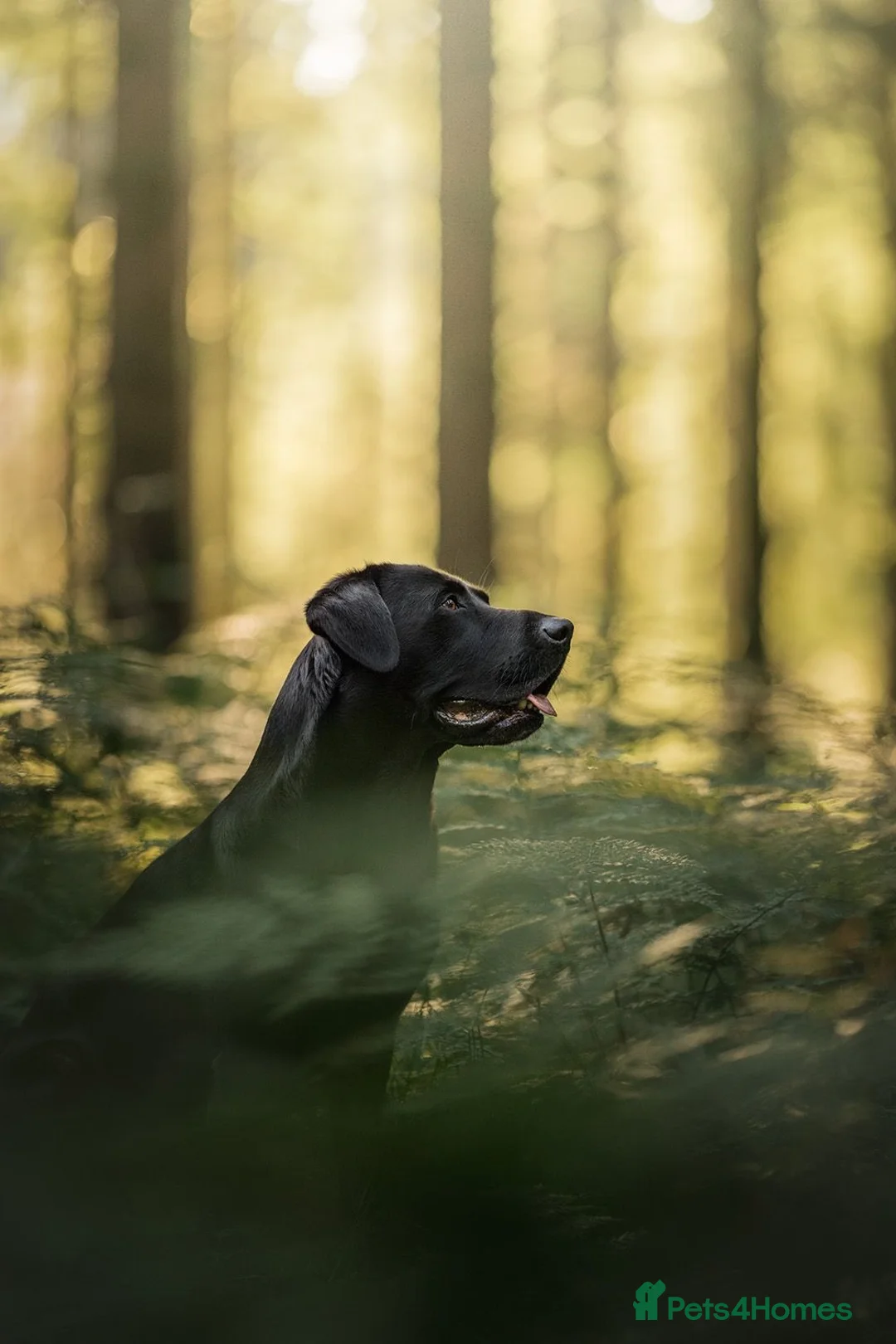 Labrador Retriever dogs for stud: Amazing family/ gun dog . Proven .  in Bath - Advert 3