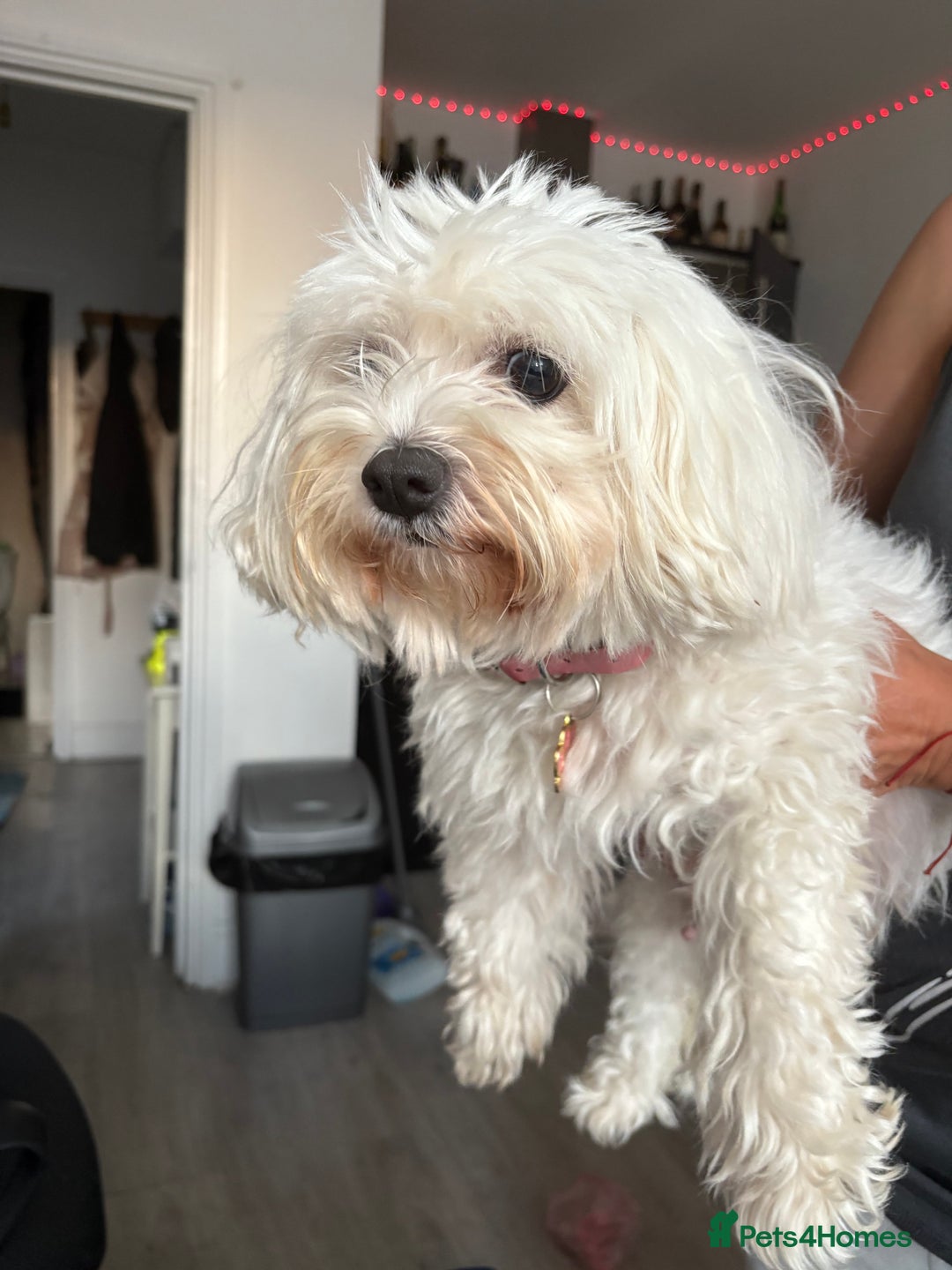 Bichon Frise dogs for sale: Bichon - Image 2