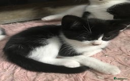 Domestic Shorthair cats for sale: 5 male kittens ready to leave now  - Image 2