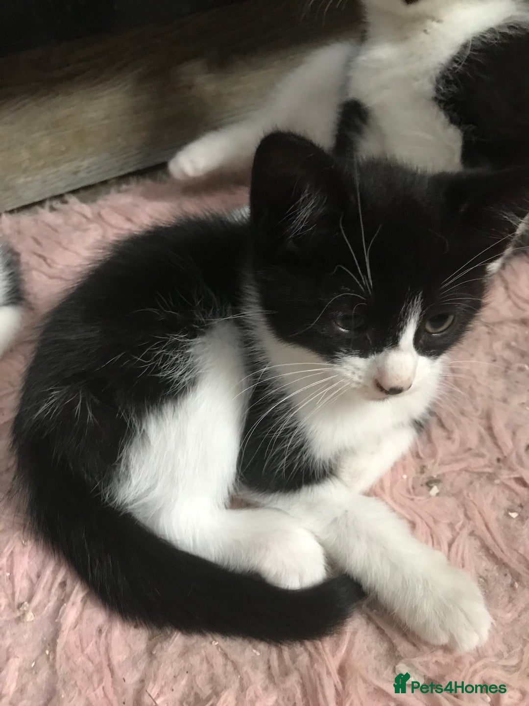 Domestic Shorthair cats for sale: 5 male kittens ready to leave now  - Image 2