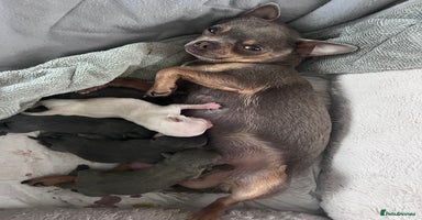 Chihuahua dogs - Advert 3