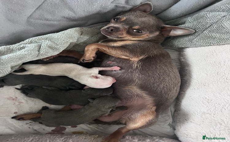 Chihuahua dogs - Advert 1