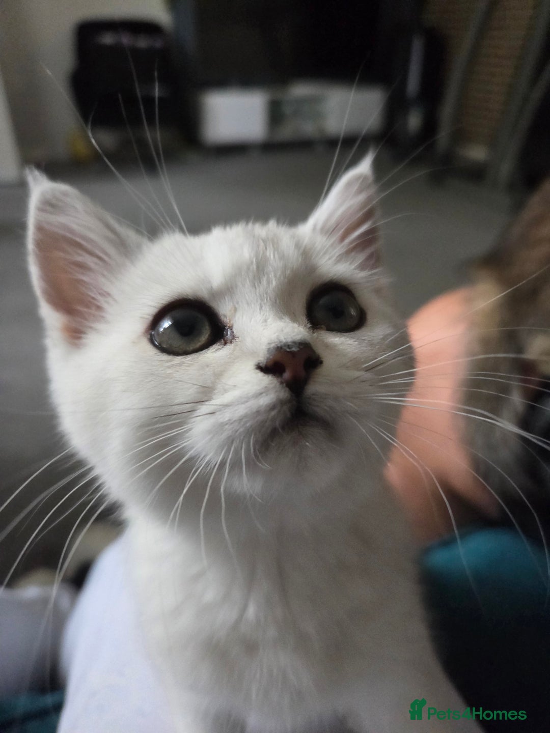 British Shorthair cats for sale: Beautiful 5 kittens  - Image 10