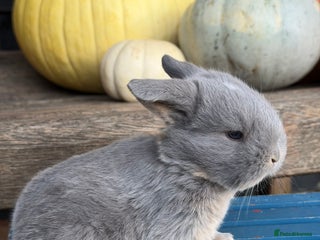 Mini Lop rabbits - Advert 33