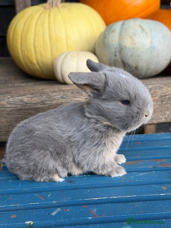Mini Lop rabbits - Advert 11