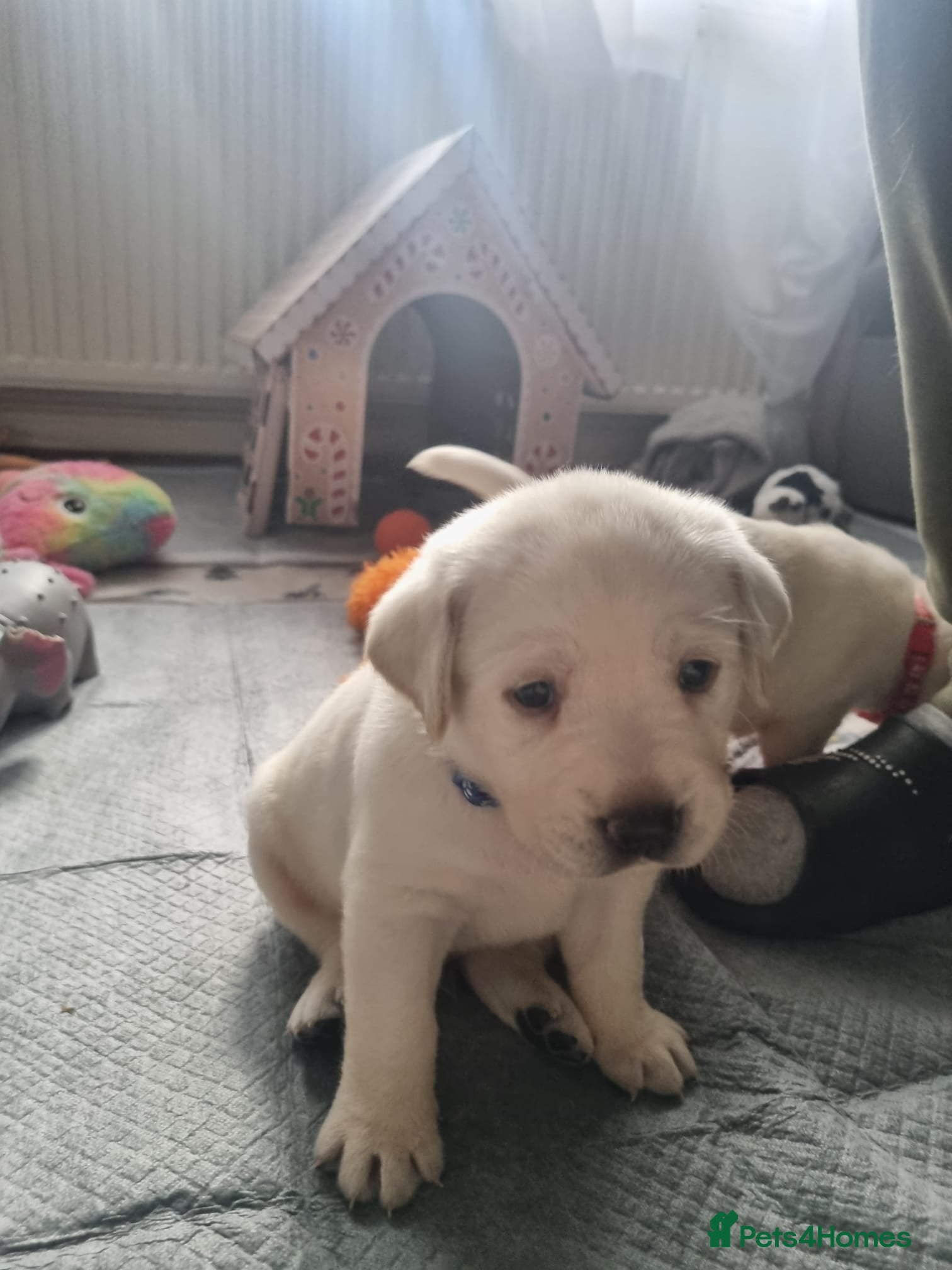 Labrador Retriever dogs STUNNING LABRADOR PUPPIES 2 RESERVED, 5 AVAILABLE - Advert 2